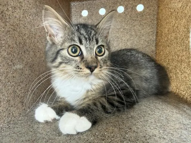 A baby medium-sized female Domestic Short Hair cat named A for adoption in Lancaster, CA