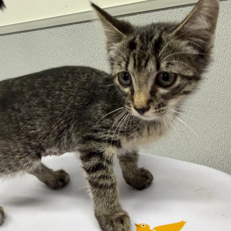 A baby small-sized female Gray / Blue / Silver Domestic Short Hair cat named Mira for adoption in Tampa, FL