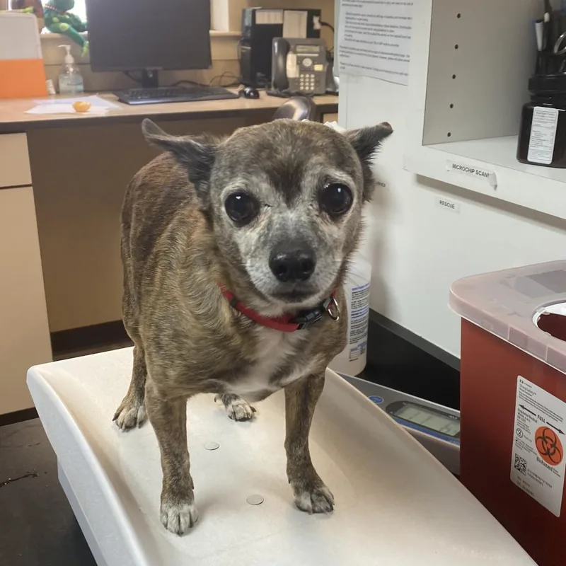 A senior small-sized male Brindle Chihuahua dog named Butch for adoption in Flagstaff, AZ