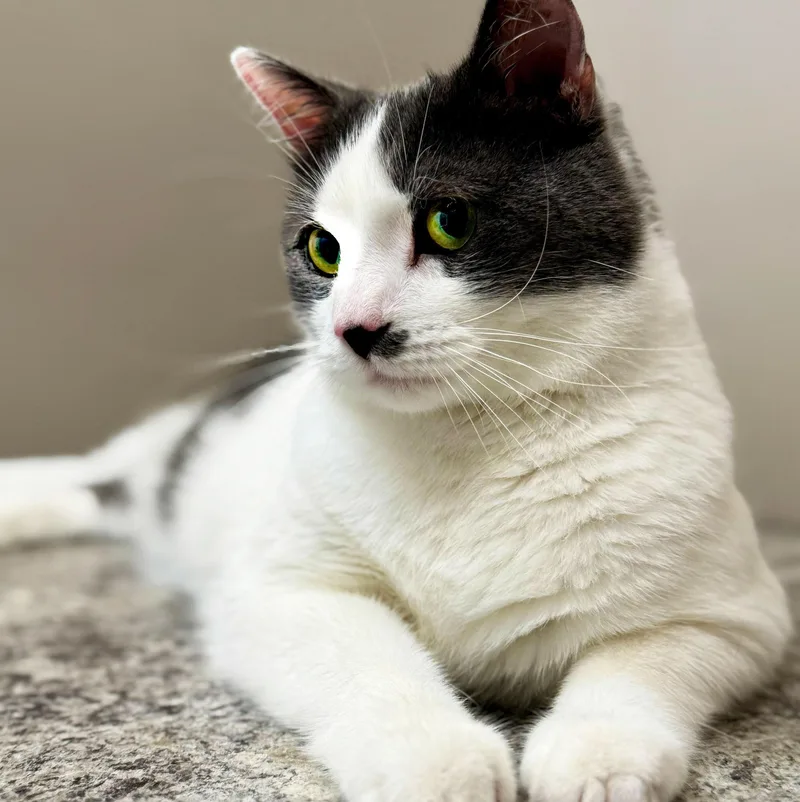 An adult large-sized male Gray & White Domestic Short Hair cat named Romeo for adoption in Chicago, IL