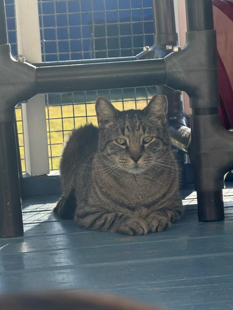 An adult medium-sized male Domestic Short Hair cat named Grandpa Joe for adoption in Port Jervis, NY