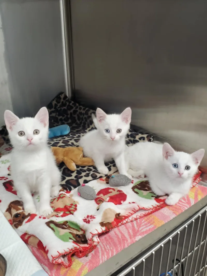 A baby medium-sized female White Domestic Short Hair cat named Dahlia  Daffodil  for adoption in Marseilles, IL