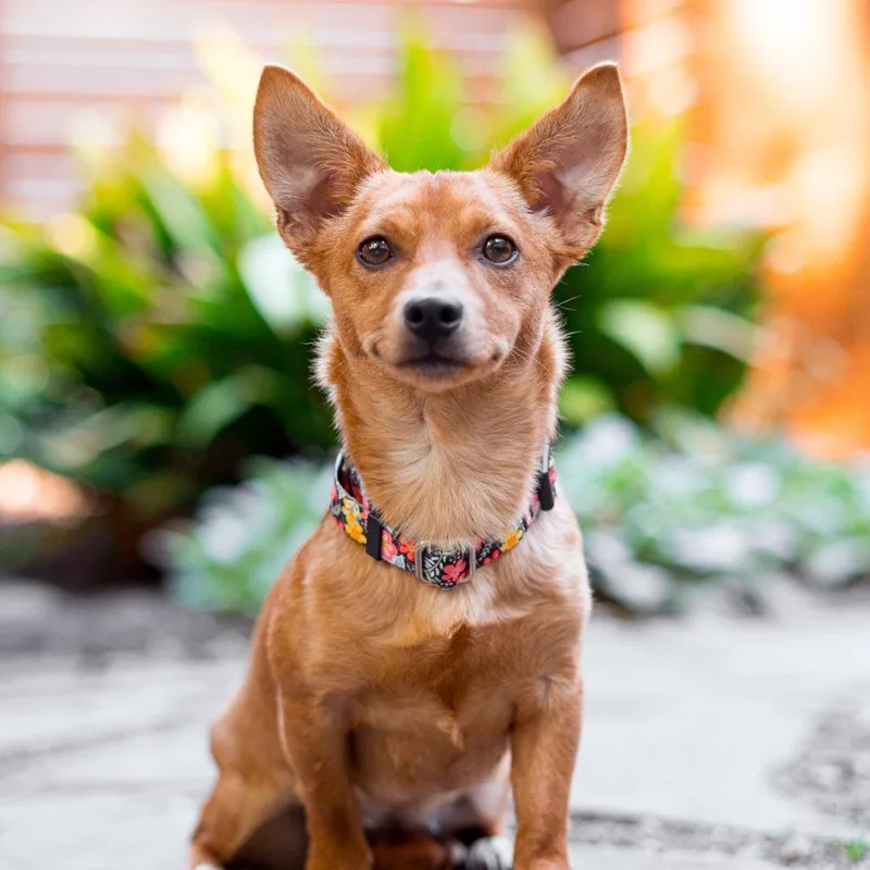 A young small-sized female Brown / Chocolate Chihuahua dog named Strawberry for adoption in Durham, NC