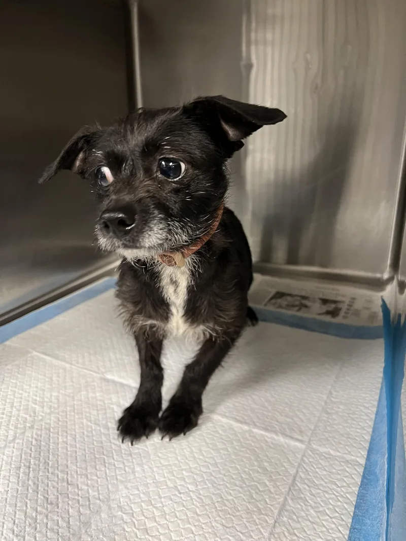 An adult small-sized female Chihuahua dog named Blackie for adoption in Chatsworth, CA