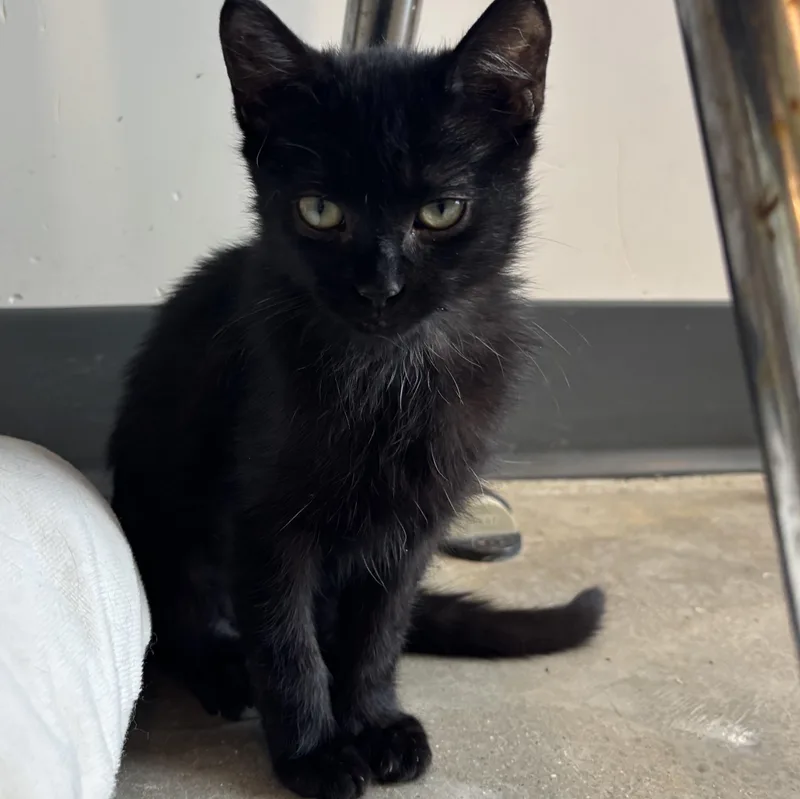 A young medium-sized female Black Domestic Short Hair cat named Tow Mater for adoption in Evanston, IL