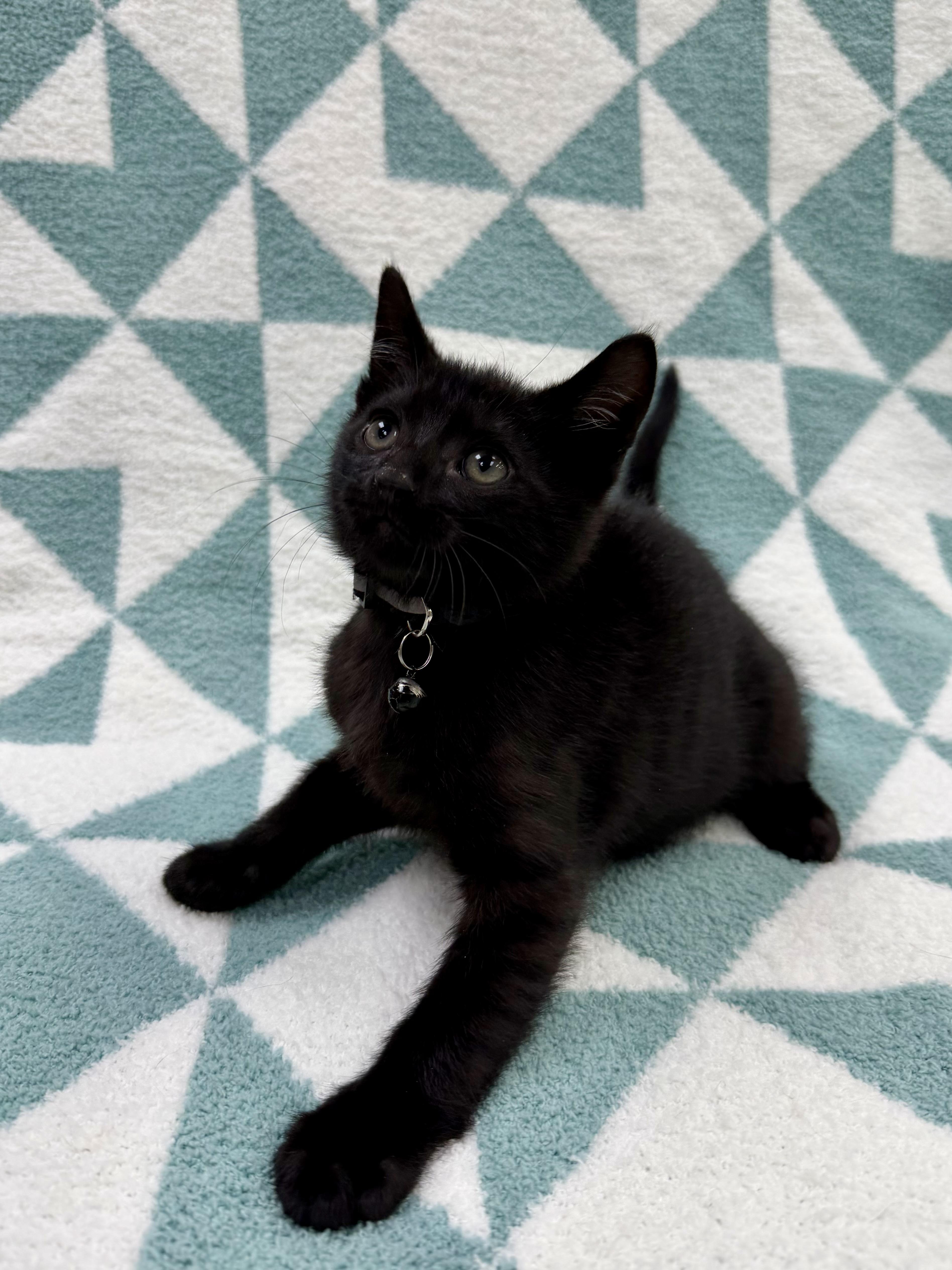 A baby medium-sized male Black Domestic Short Hair cat named Toothless for adoption in Columbus, OH