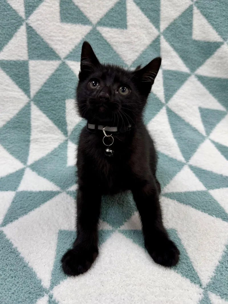Toothless thumbnail 2