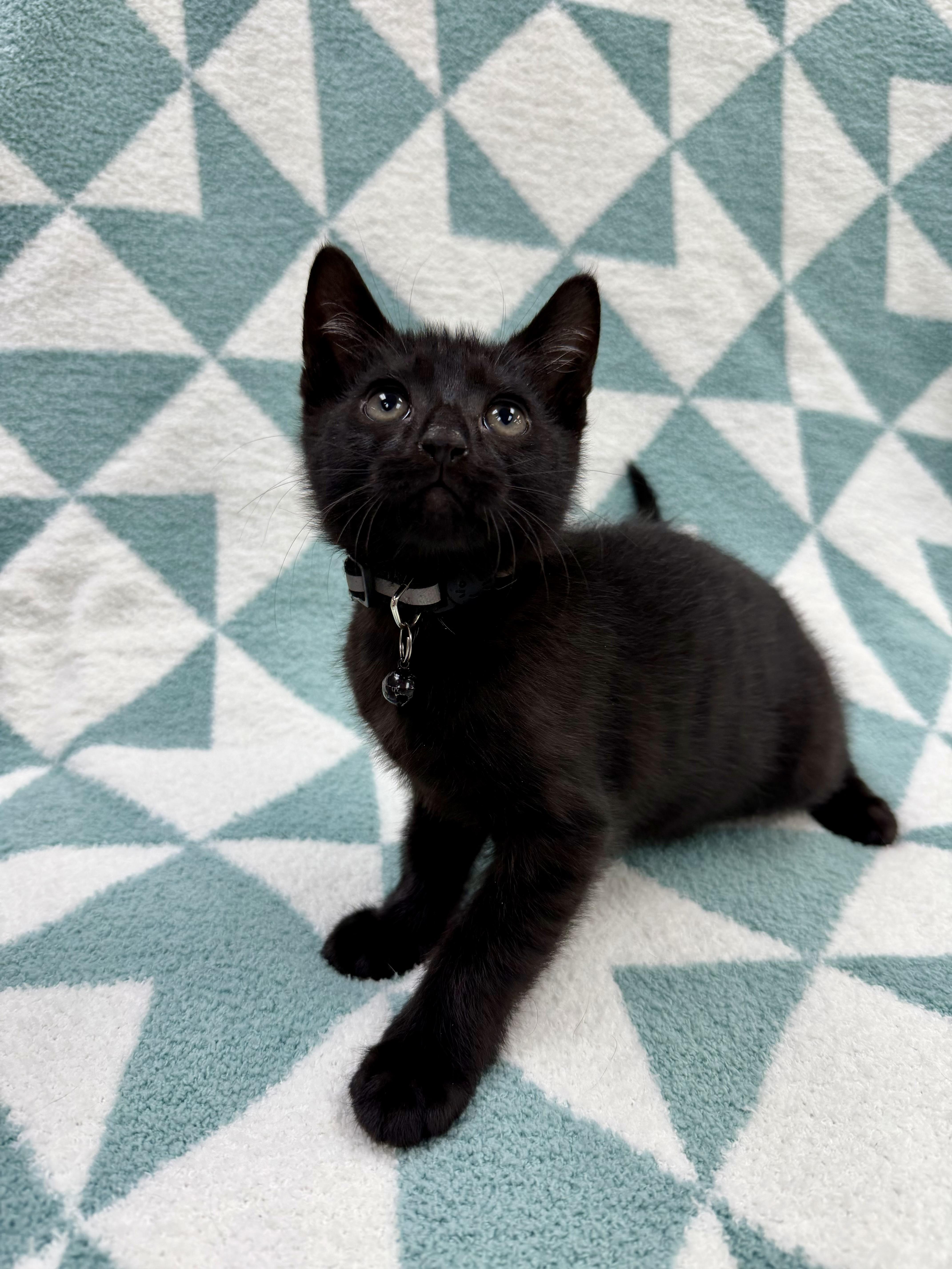 Toothless thumbnail 3