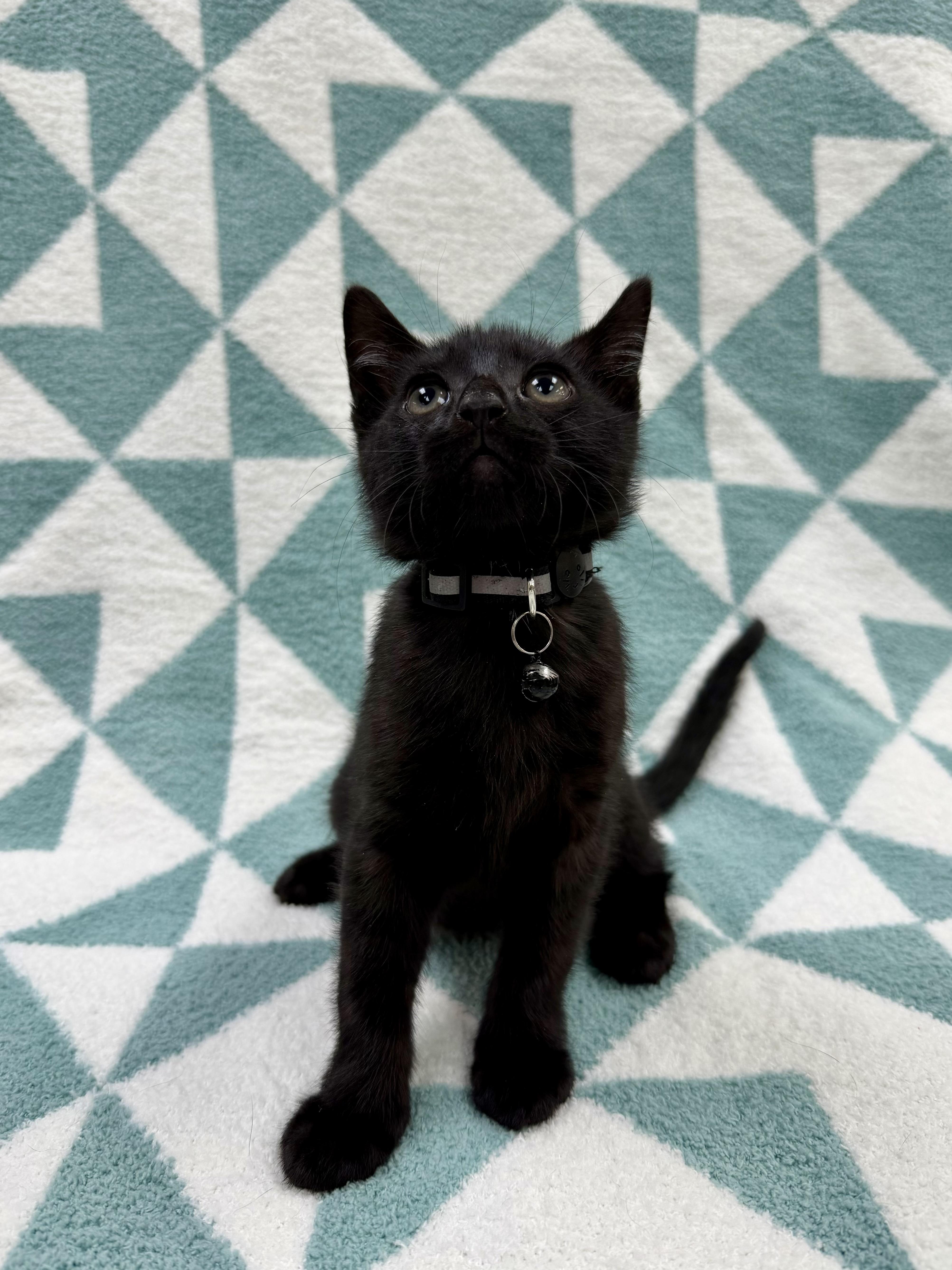 Toothless thumbnail 4