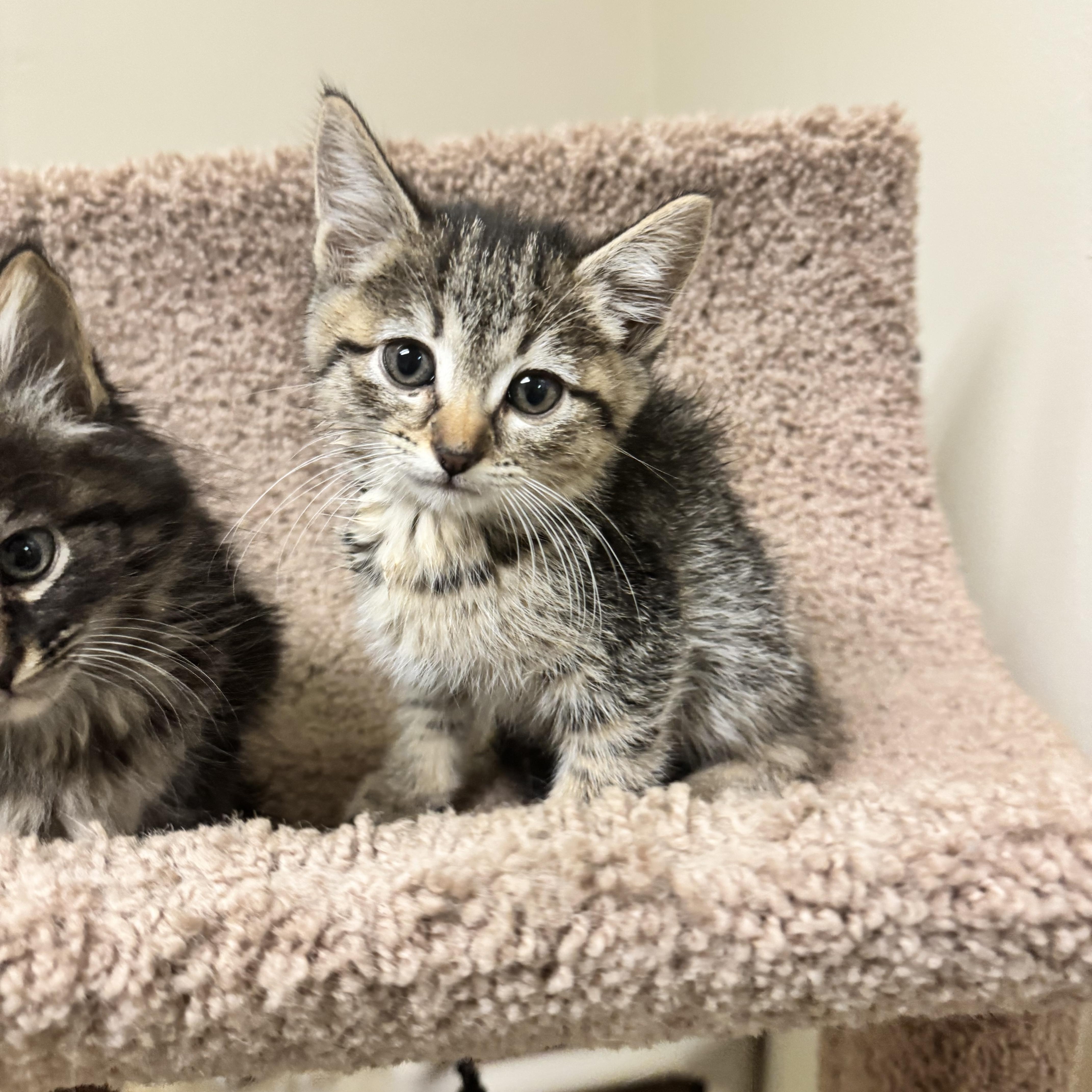 A baby medium-sized female Tabby (Brown / Chocolate) Domestic Short Hair cat named Miso for adoption in Dodgeville, WI