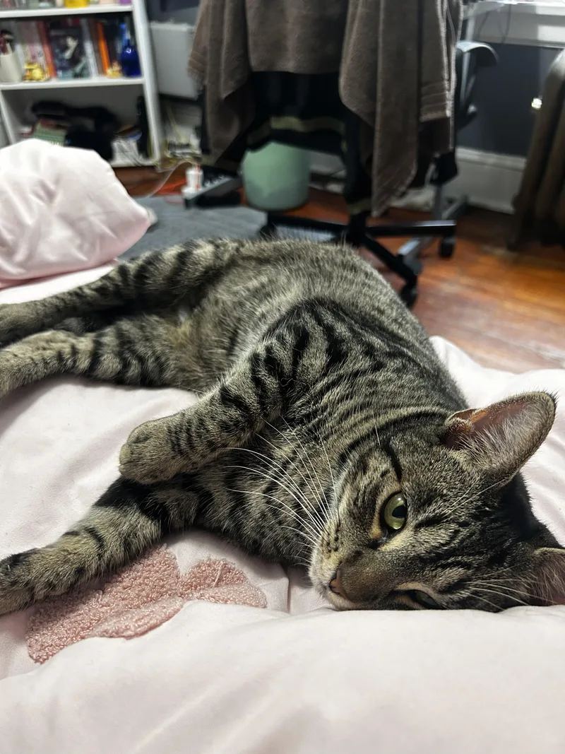 An adult medium-sized female Tabby (Brown / Chocolate) American Shorthair cat named Bonita for adoption in Highland Park, NJ