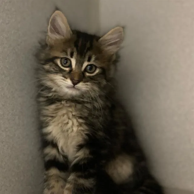 A baby small-sized male Domestic Medium Hair cat named Berlioz for adoption in Aurora, CO