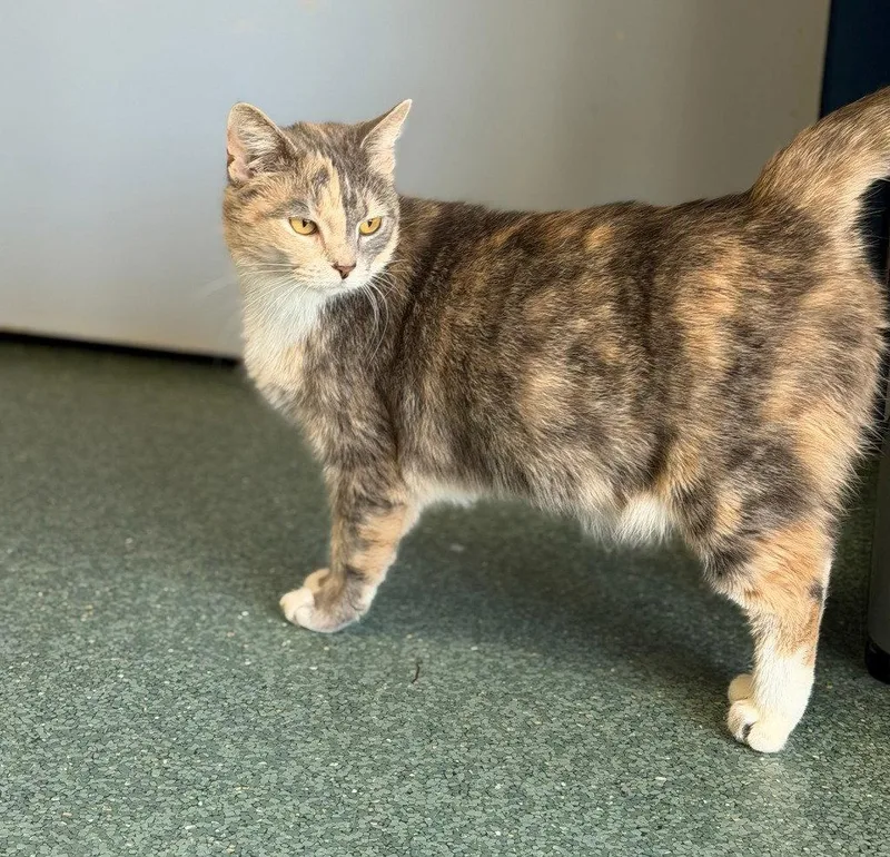 Ice Cream thumbnail 2