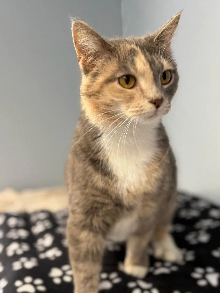 Ice Cream thumbnail 3