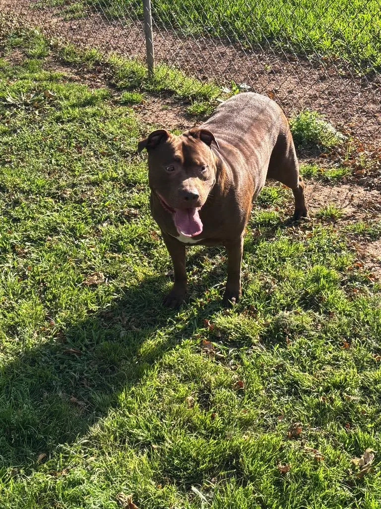 An adult large-sized female Mixed Breed dog named Rosie for adoption in Bossier City, LA