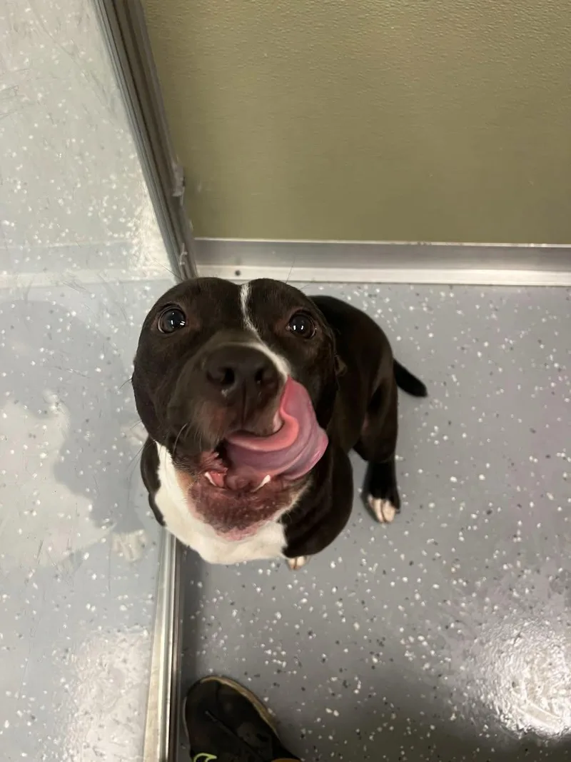 An adult medium-sized female Mixed Breed dog named Chips Ahoy for adoption in Davenport, IA