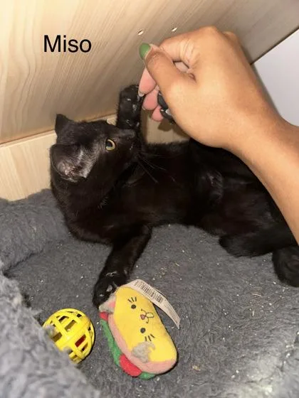 Miso thumbnail 3