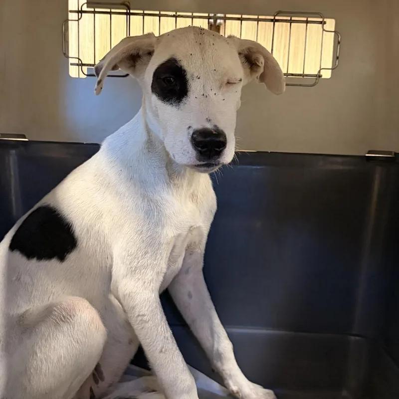 A baby medium-sized female White / Cream Terrier dog named Berkley for adoption in Marshall, TX