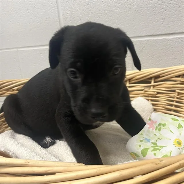 A baby small-sized male Australian Kelpie dog named Zander for adoption in Rosenberg, TX