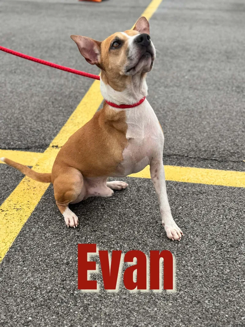 Evan thumbnail 2