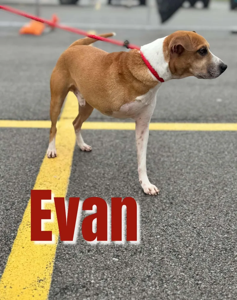 Evan thumbnail 3