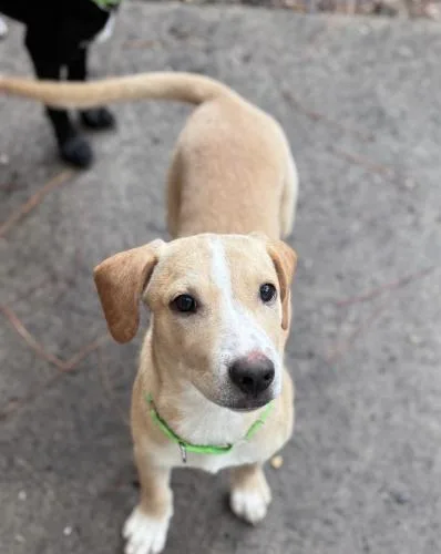 A young medium-sized male Retriever dog named Armani for adoption in Pawleys Island, SC