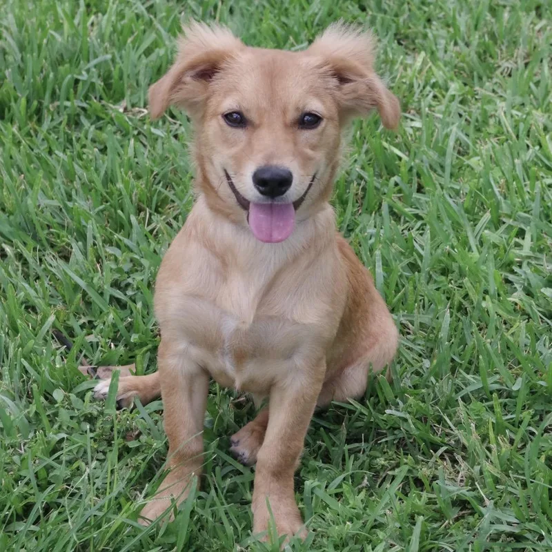 A baby medium-sized female Golden Dachshund dog named Puppy Nani for adoption in Miami, FL