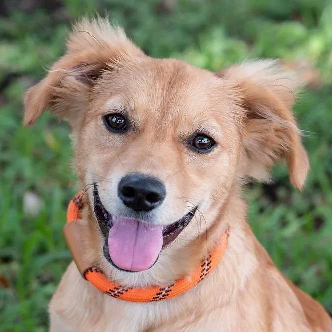 Puppy Nani thumbnail 2