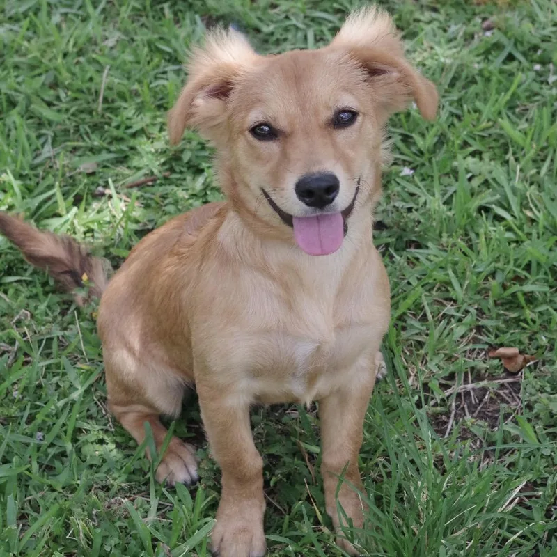 Puppy Nani thumbnail 3