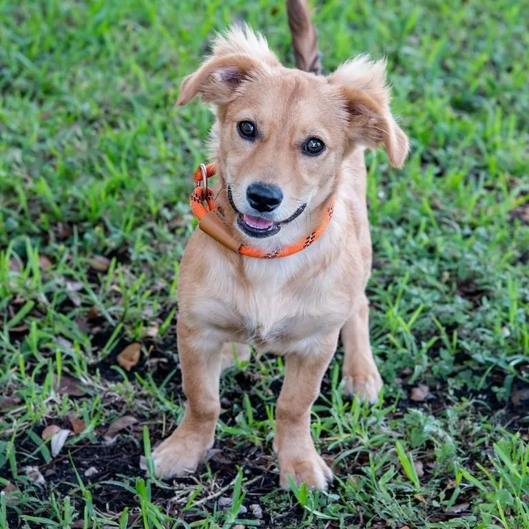 Puppy Nani thumbnail 5