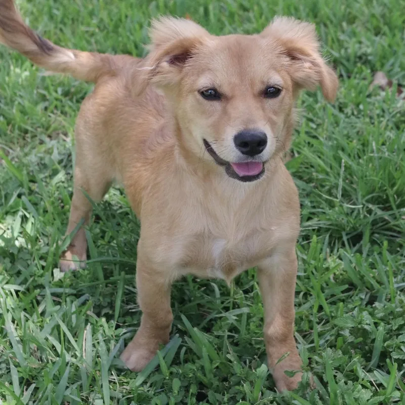 Puppy Nani thumbnail 6