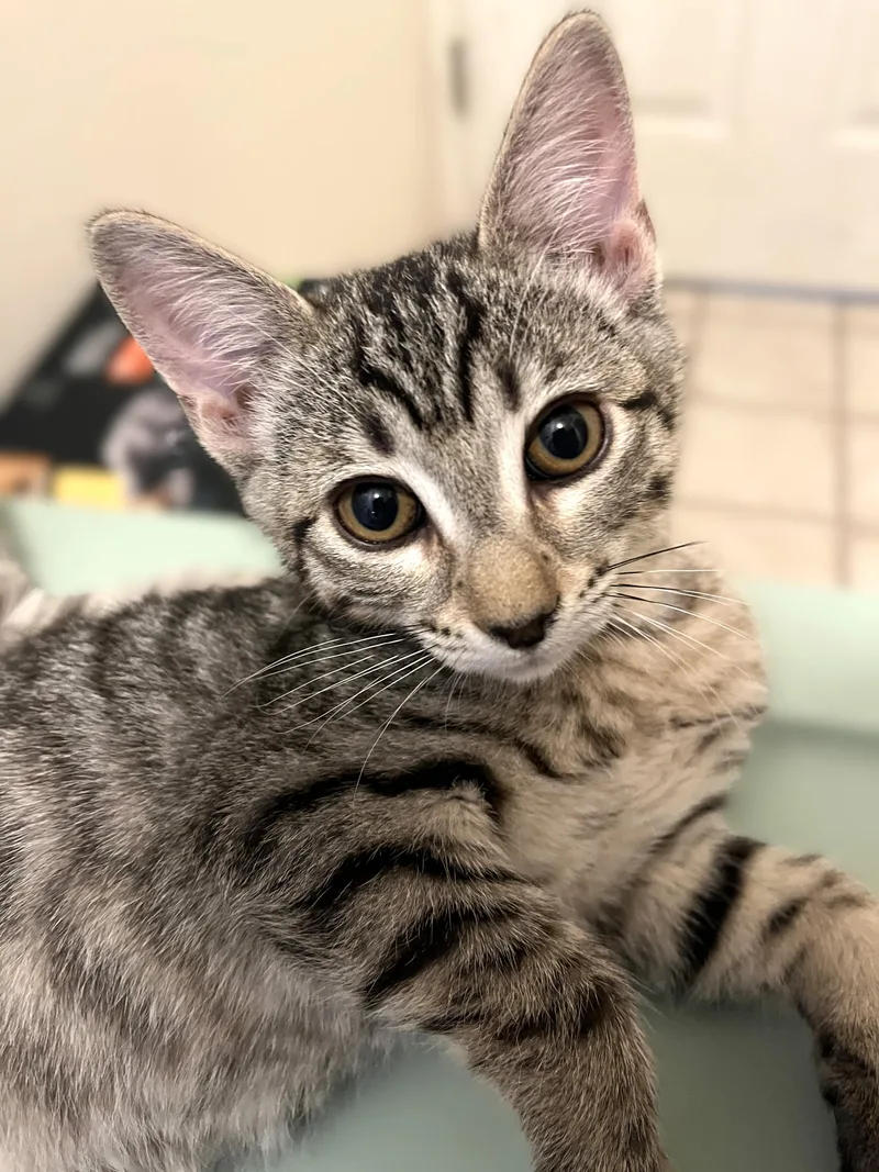 A baby medium-sized female Tabby (Gray / Blue / Silver) Domestic Short Hair cat named Layla for adoption in Shingletown, CA