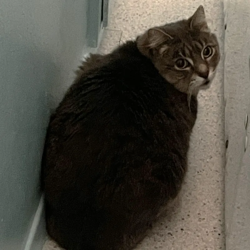 An adult medium-sized male Tabby (Gray / Blue / Silver) Tabby cat named Arlo Quiet But for adoption in Hoquiam, WA