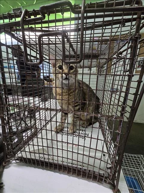 A young small-sized male Domestic Short Hair cat named Panther for adoption in Los Angeles, CA