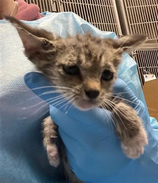A baby small-sized female Domestic Short Hair cat named Chaga for adoption in Baytown, TX