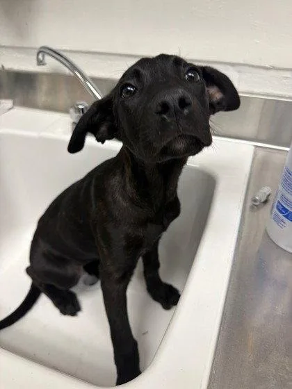 A baby small-sized female Dutch Shepherd dog named Jolene for adoption in Oakland, CA