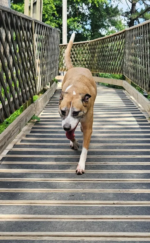 An adult medium-sized female Shepherd dog named Goldie for adoption in Sherwood, AR
