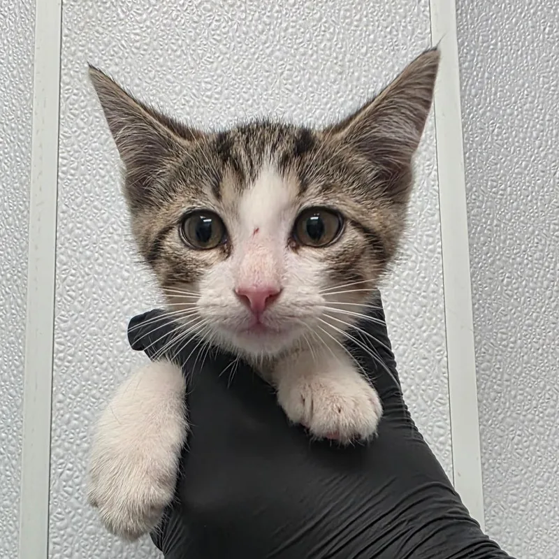 A baby small-sized female Brown / Chocolate Domestic Short Hair cat named Wingardium Leviosa for adoption in Abilene, TX