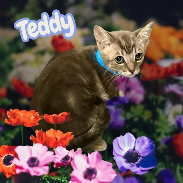 A baby small-sized female Domestic Short Hair cat named Teddy for adoption in Visalia, CA