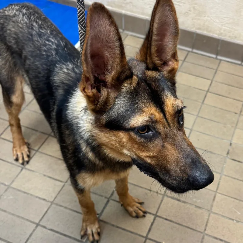 An adult large-sized male German Shepherd Dog dog named Ludwig for adoption in Birmingham, AL