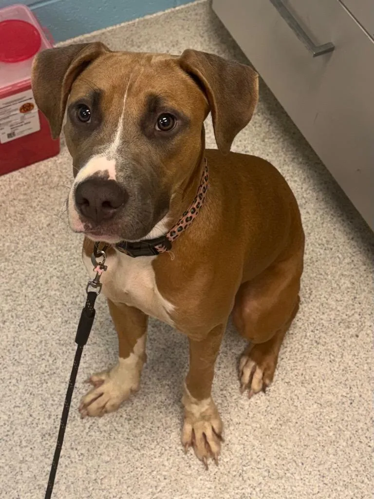 A young medium-sized female Tricolor (Brown, Black, & White) Mixed Breed dog named Nia for adoption in Frankfort, KY