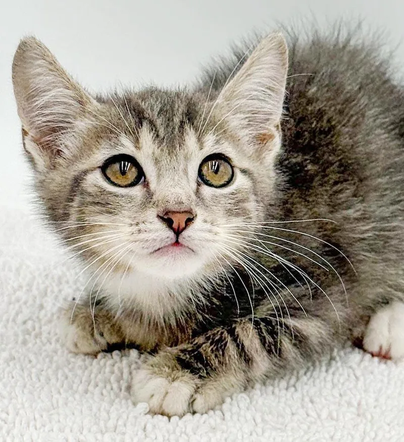 A baby small-sized male White Silver cat named Lanzo our lover lover for adoption in Bedford Hills, NY