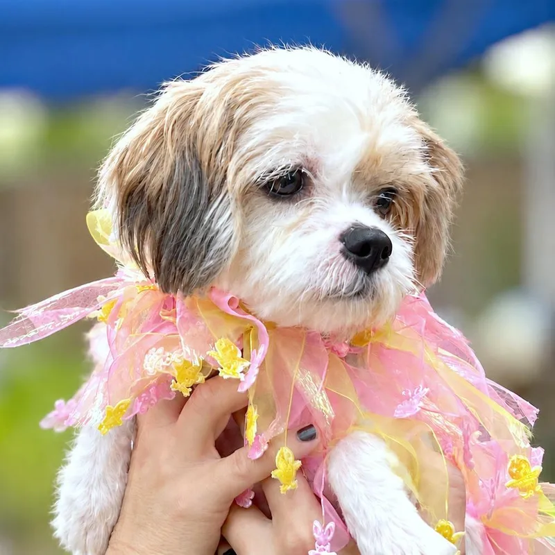 An adult small-sized female White / Cream Shih Tzu dog named Angel for adoption in Boerne, TX
