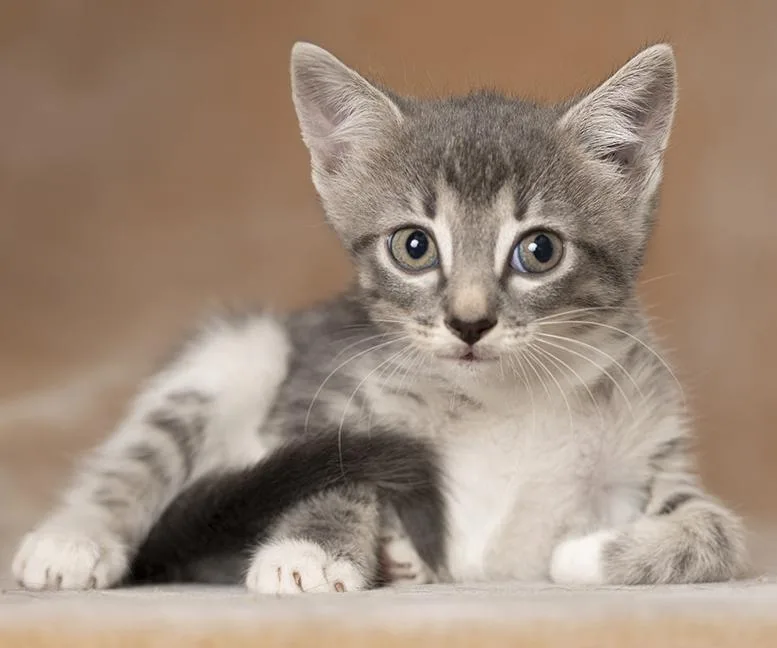 A baby medium-sized female Tabby (Gray / Blue / Silver) Domestic Short Hair cat named Dudette for adoption in Chicago, IL