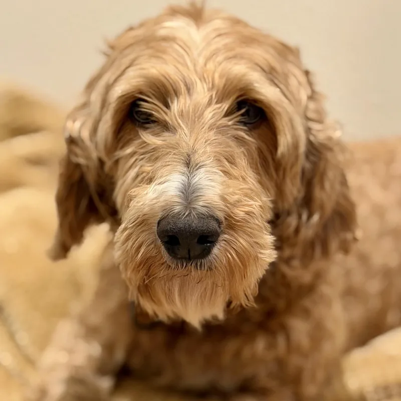 An adult medium-sized female Poodle dog named Ivy for adoption in Hartland, WI