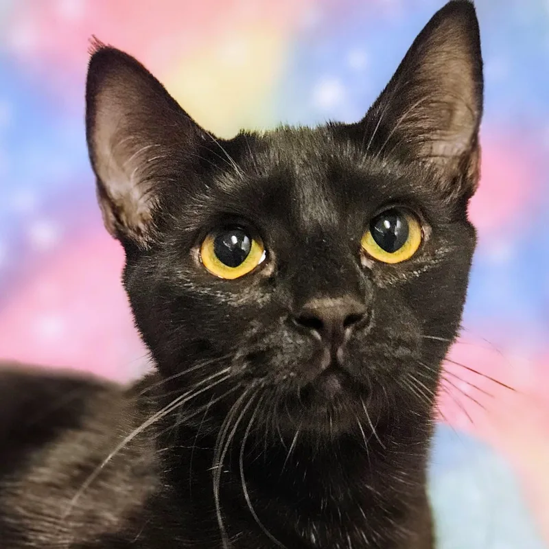 A baby medium-sized female Black Domestic Short Hair cat named Daisy  Rancho Cucamonga for adoption in Yorba Linda, CA