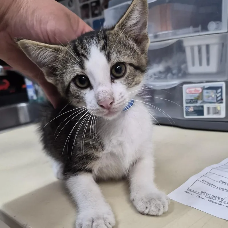 A baby small-sized male Black Domestic Short Hair cat named Ting for adoption in Ardmore, OK