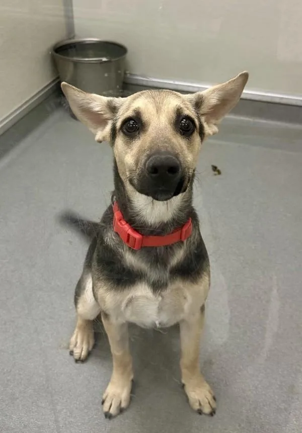 A young small-sized female German Shepherd Dog dog named Winnie for adoption in Victorville, CA