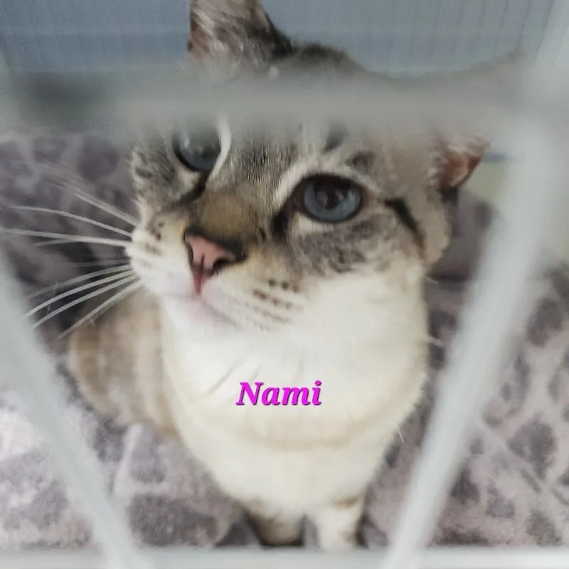 Nami thumbnail 5