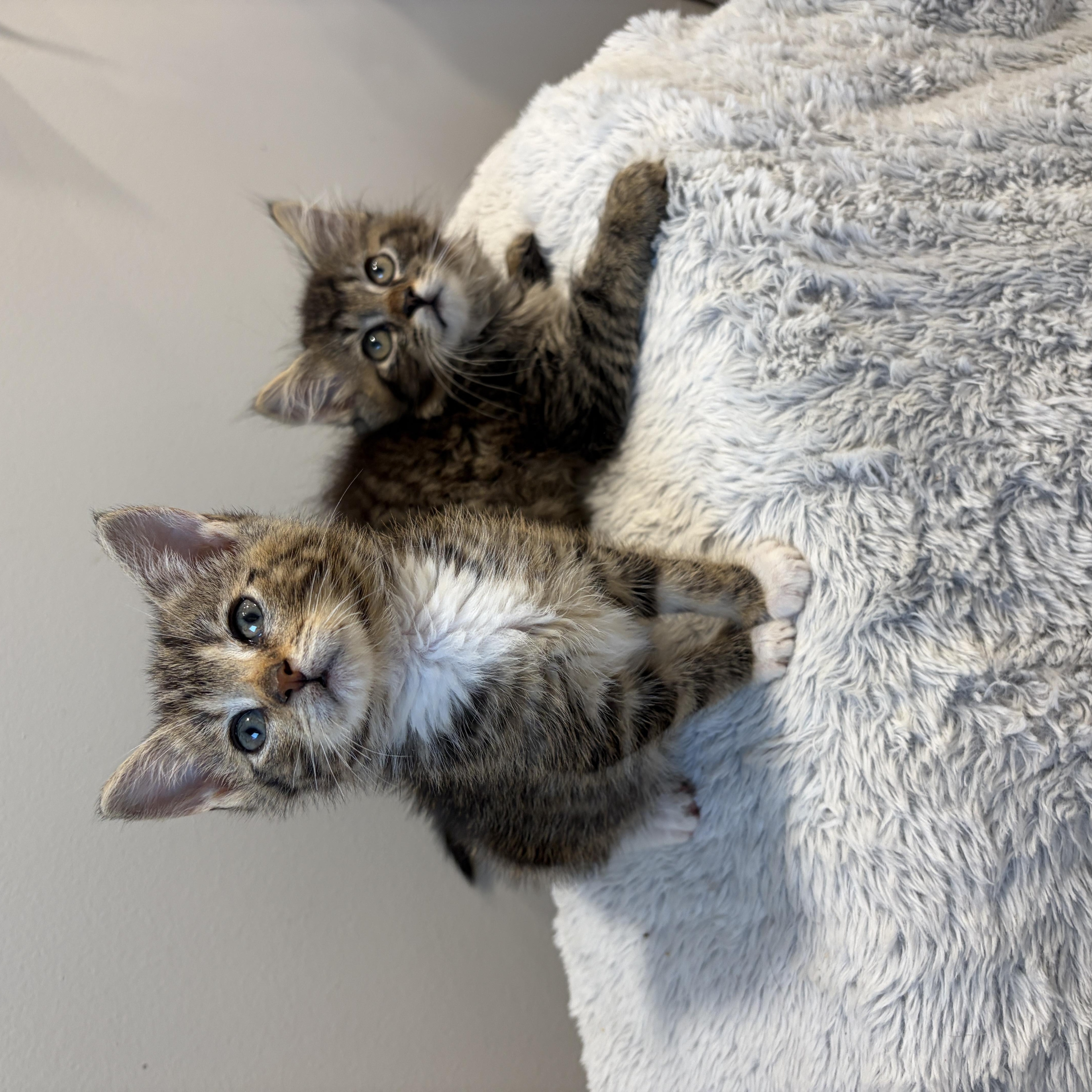 A baby medium-sized female Tabby (Brown / Chocolate) Domestic Short Hair cat named Yumi for adoption in Moriches, NY